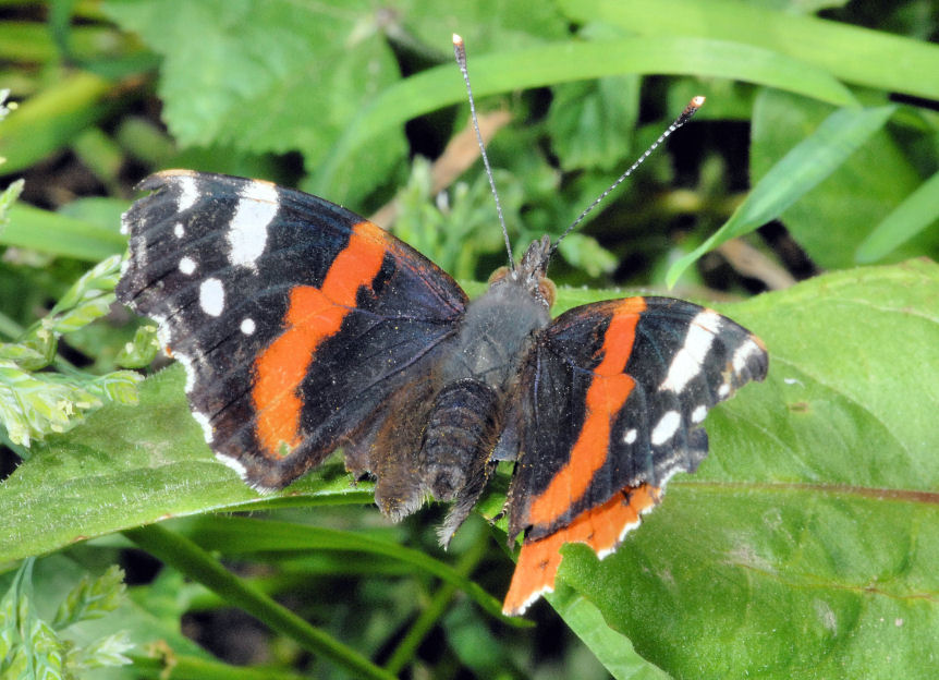 Vanessa atalanta?